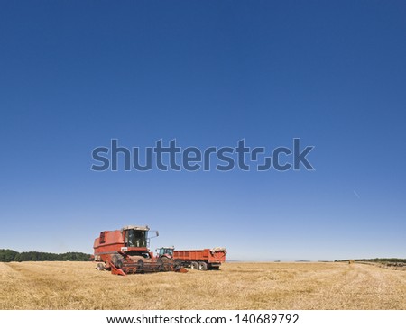 Combine harvester and trailer in freshly harvested corn field, clear blue sky above. Stitched panoramic image.