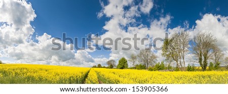Vibrant yellow crop of canola grown as a healthy cooking oil or conversion to biodiesel as an alternative to fossil fuels.
