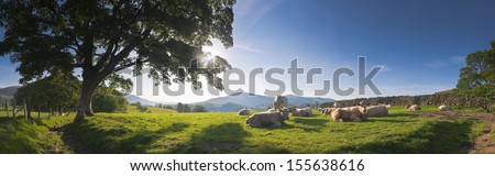 Healthy Livestock Enjoying The Early Morning Sunlight, Dry Stone Wall And Gently Rolling Mountains In The Background, Lake District, Uk. Perspective Corrected Panorama Detailed When Viewed Large.