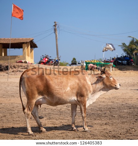 Holy Indian cow on the beach
