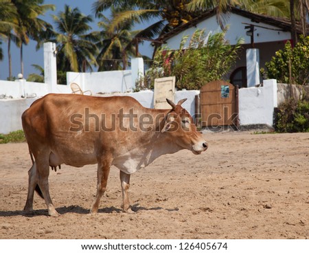 Holy Indian cows on the beach near the hut
