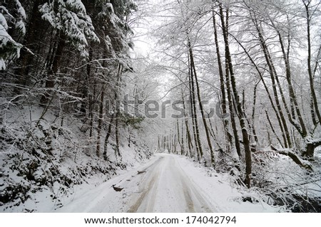 Winter landscape,white forest,white trees