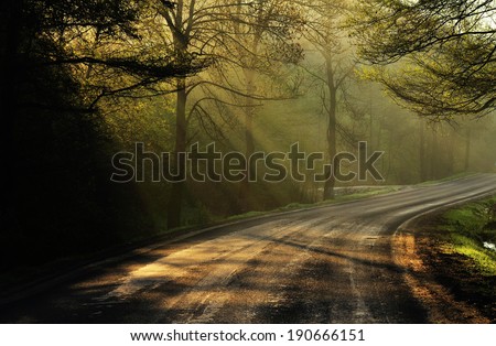 Magical Spring Forest. Park. Beautiful Scene Misty Old Forest with Sun Rays, Shadows and Fog