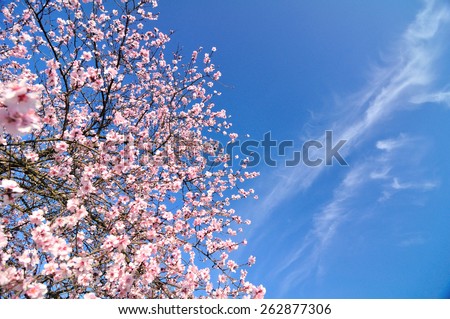 Spring flowers with blue background and clouds