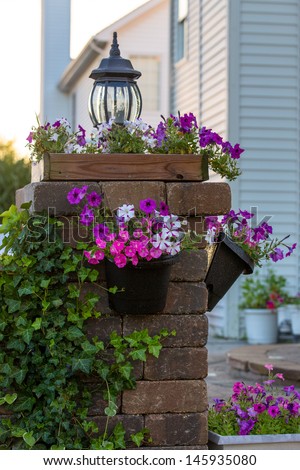 Colorful petunias on the brick pillar along with green leaves of climbing plant.