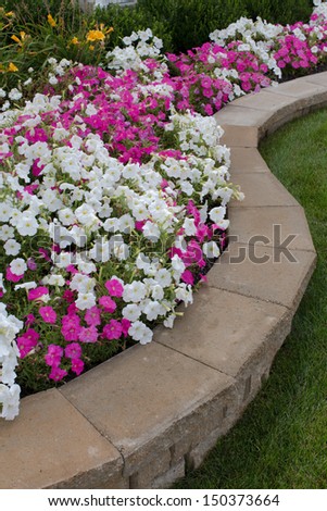 Pink and White Petunias on the brick flower bed