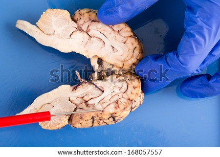 Longitudinal cross-section of a cow brain through the brainstem and lobes showing the internal convoluted structure of the tissue