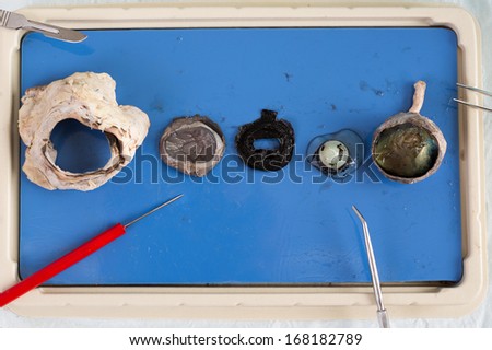 Dissecting a sheep eye with the various tissues displayed on a tray including the eyeball, lens and surrounding muscle from the eye socket