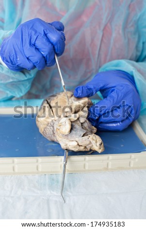 Medical student dissecting a sheep heart for anatomy classes slicing it open with a scalpel, close up view of gloved hands and the organ