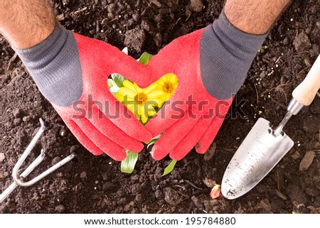 Gardener making a heart shape with his red gloved hands above a bush of bright colorful yellow butter daisies as he transplants them into the soil - Butter Daisies In My Heart