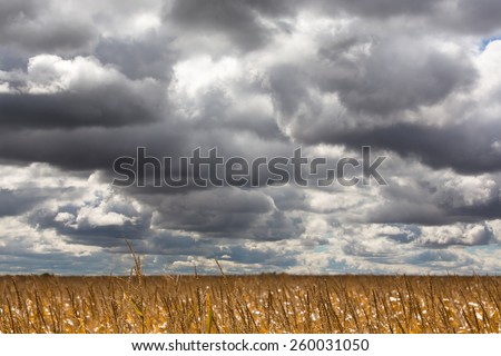 Dramatic clouds gathering for a storm over a ripe corn field ready for harvest in midwest USA