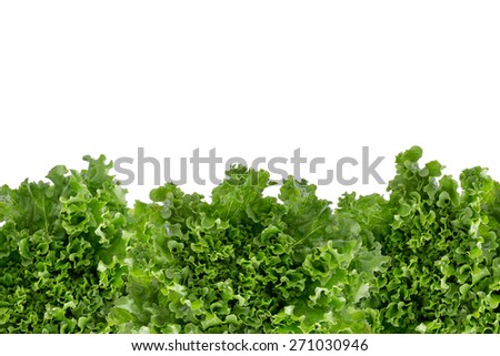 Bottom border of crisp fresh frilly leafy green lettuce for a salad ingredient or garnish isolated on white with copyspace