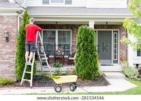 Yard work around the house trimming Thuja trees or Arborvitae with a middle-aged man standing on a stepladder using a hedge trimmer to retain the tapering ornamental shape