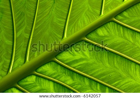 Leaf Texture Background