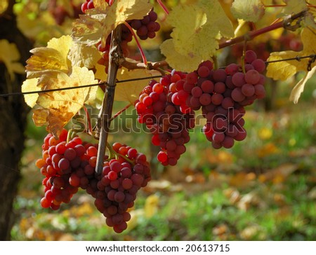 Branches with ripe red grapes