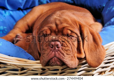 Dogue+de+bordeaux+cross+american+bulldog+for+sale