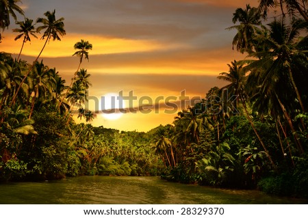Rainforest river cruise in sunset light
