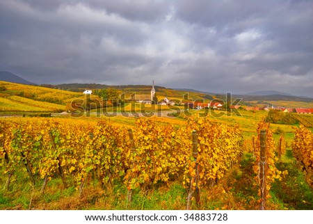 Fall Vineyard with Village in the Background