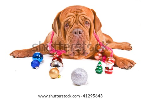 Big Dog is Playful on Christmas Eve