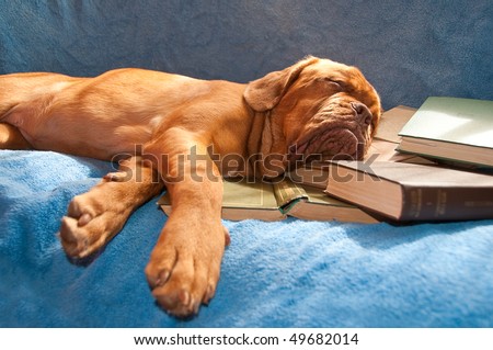 dogue de bordeaux sleeping in a sunny couch over a pile of books