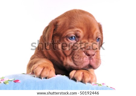 Puppy of Dogue De Bordeaux
