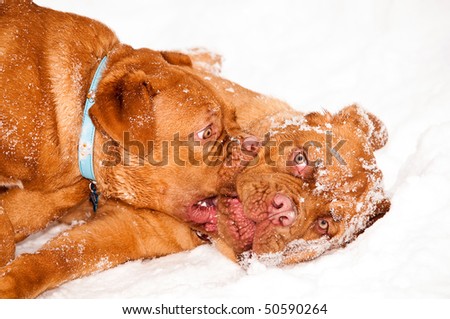 stock photo : two puppies dogues de bordeaux playing in the snow stock photo : two puppies dogues de bordeaux playing in the snow