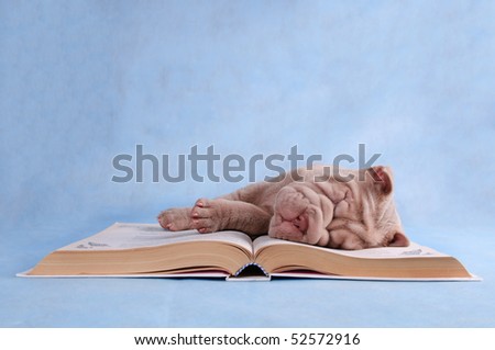 Puppy sleeping sweetly on an open book