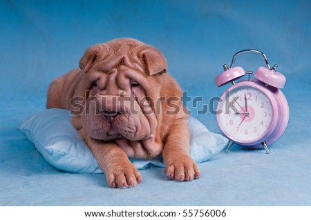 Sleepy Shar-Pei lying on Pillow with Alarm Clock