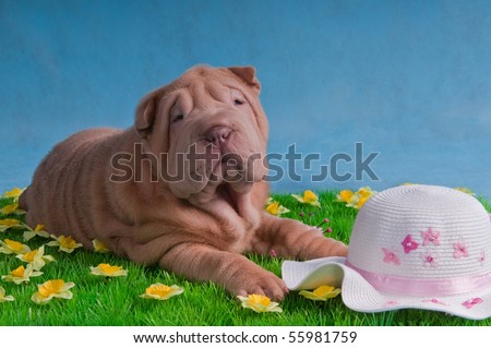 Funny Puppy is Lying on Grass with flowers waiting for its master
