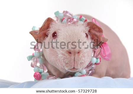 Guinea Pig Beauty in Necklace