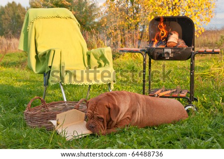 Dog is Reading a Book While on Picnic Near Barbecue (Grill) Set