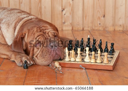 Big Dog sleeping with Chess Board