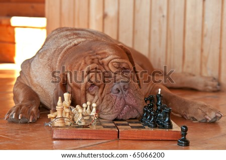 Dog is Tired of playing Chess