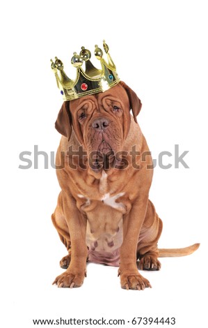 King Golden