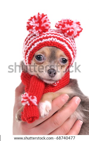 Chihuahua puppy with funny hat with two pompoms
