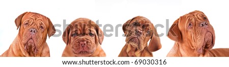 Evolution. Four dogs of Dogue De Bordeaux breed - different emotions and ages