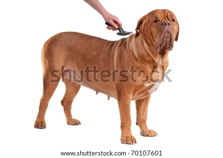 Huge French Mastiff