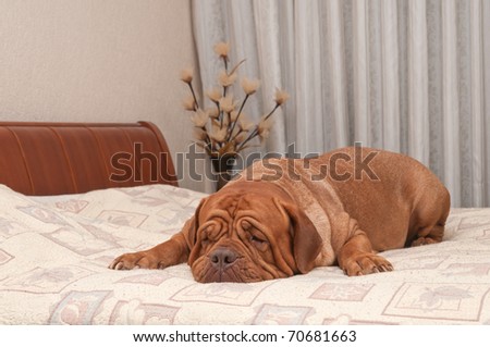 Adorable four years old dog of French Mastiff breed is missing her master lying on his bed