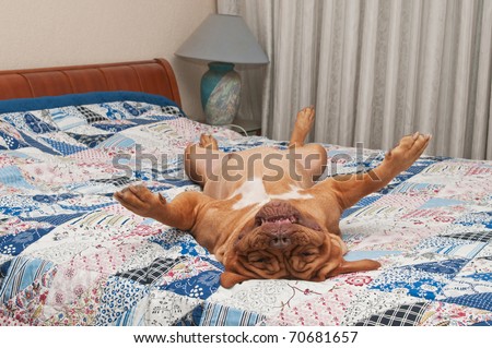 Dog lying upside-down on her back on the bed with patchwork quilt