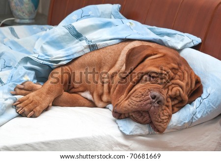 Dogue De Bordeaux Dog (French Mastiff) Sleeping Sweetly in Owner\'s Bed