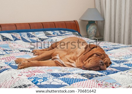 Cute Dogue De Bordeaux puppy lying on the bed with handmade patchwork quilt