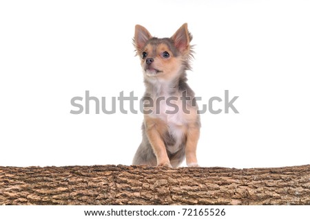 Portrait of chihuahua puppy with paws on trunk with wooden texture isolated on white background