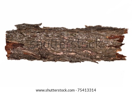 Close-up of isolated broken stub log bark with wooden texture isolated on white background