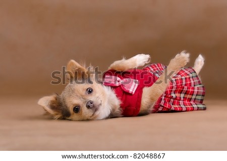Chihuahua puppy wearing red kilt lying on its back isolated on baige background