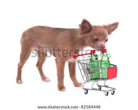 Chihuahua puppy checking its shopping cart, isolated on white background - stock photo