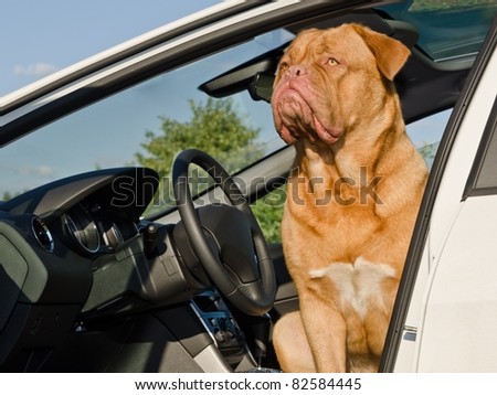 Serious driver dog - Dogue De Bordeaux sitting in the car