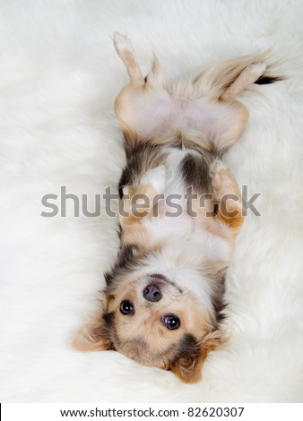 Blonde Chihuahua Puppy