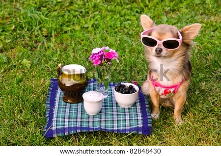 Little chihuahua dog wearing pink t-shirt relaxing in meadow picnic