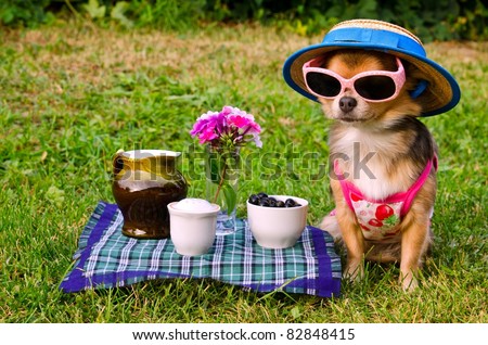 Tiny chihuahua dog wearing suit, straw hat and glasses relaxing in meadow