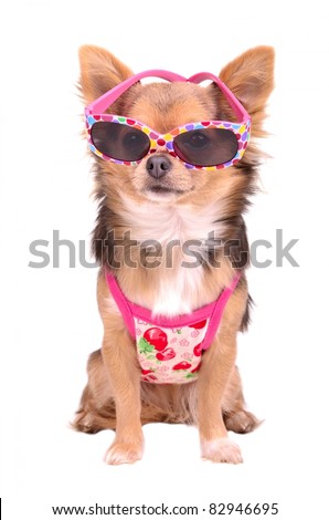 Chihuahua Wearing Glasses